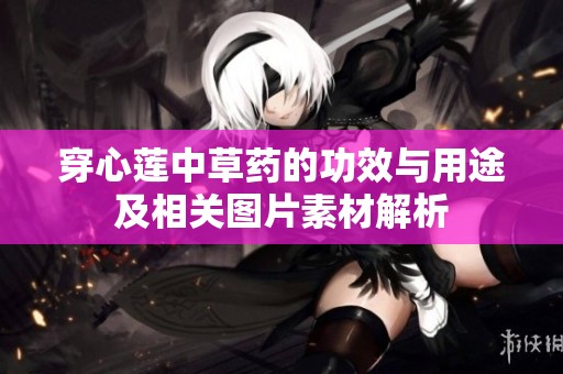 穿心莲中草药的功效与用途及相关图片素材解析